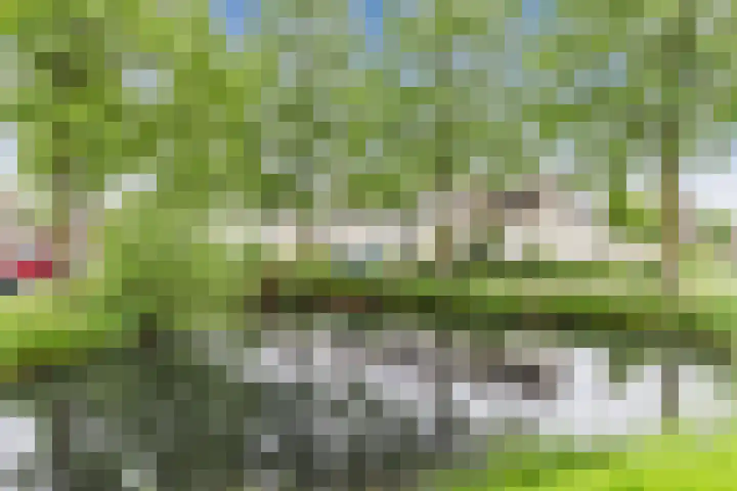 Pimpernel 46 Bladel thumbnail 28