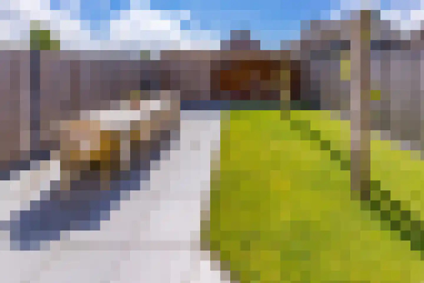 Pimpernel 7 Nieuw-Buinen thumbnail 37