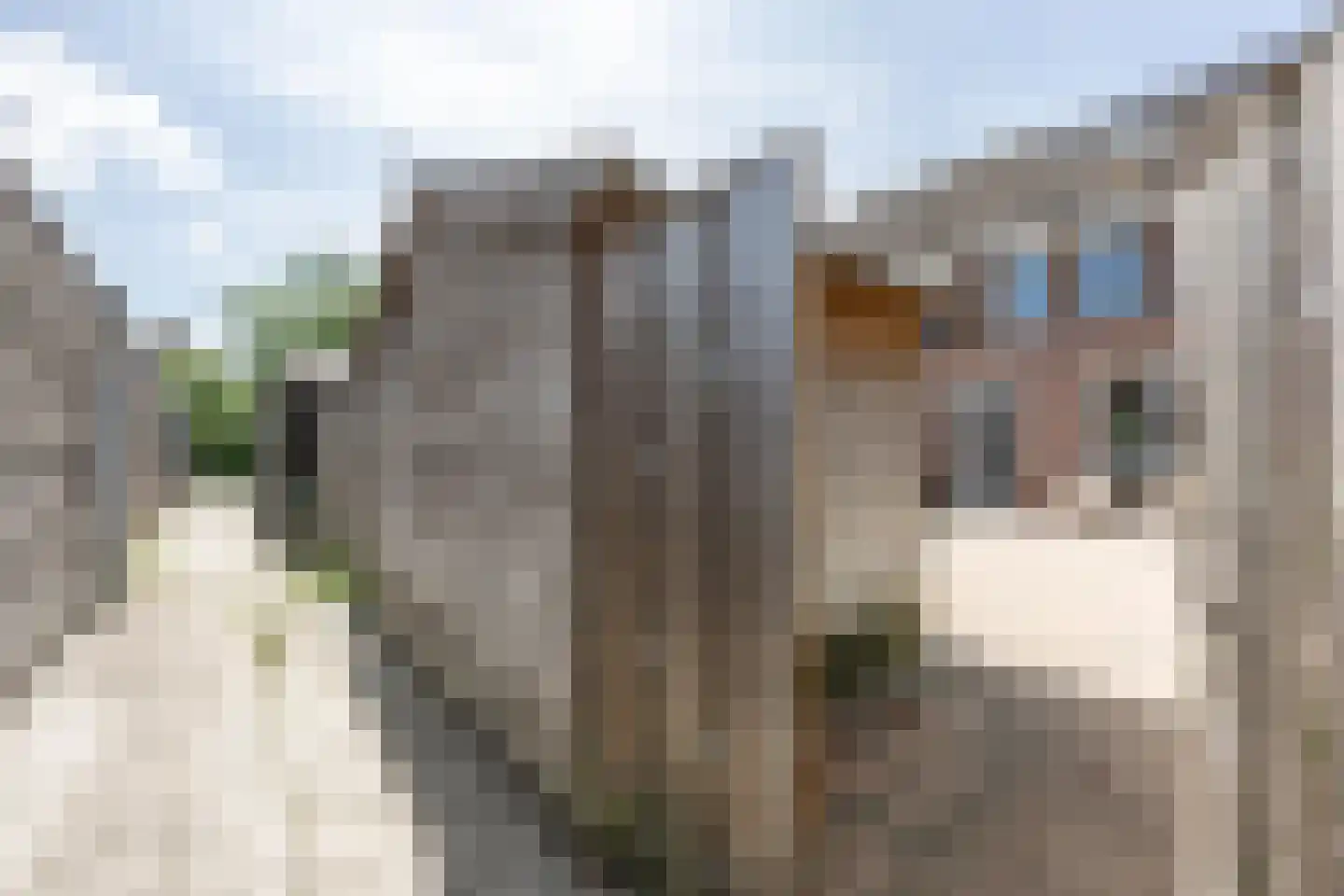 Pimpernelblauwtje 13 Tiel thumbnail 32
