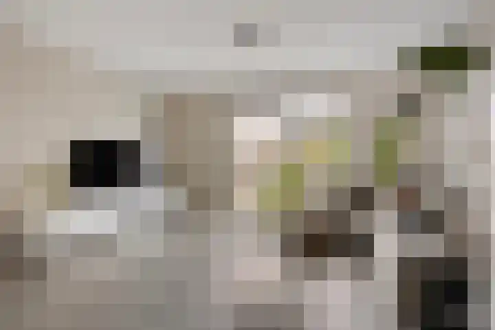 Pindosstraat 5 Tilburg thumbnail 6