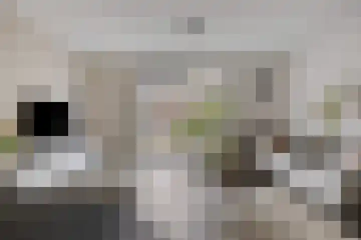 Pindosstraat 5 Tilburg thumbnail 9