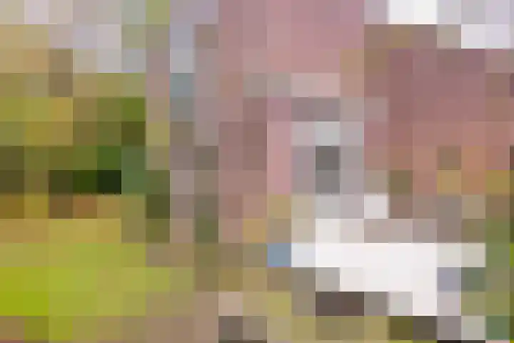 Pinèllaan 11 Bloemendaal thumbnail 44