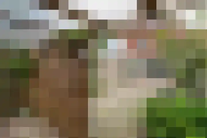 Pinksterbloem 1 Haastrecht thumbnail 35