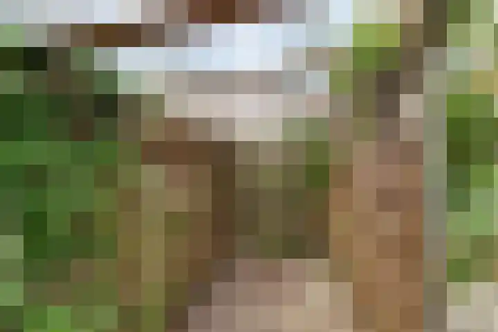 Pinksterbloem 1 Haastrecht thumbnail 36