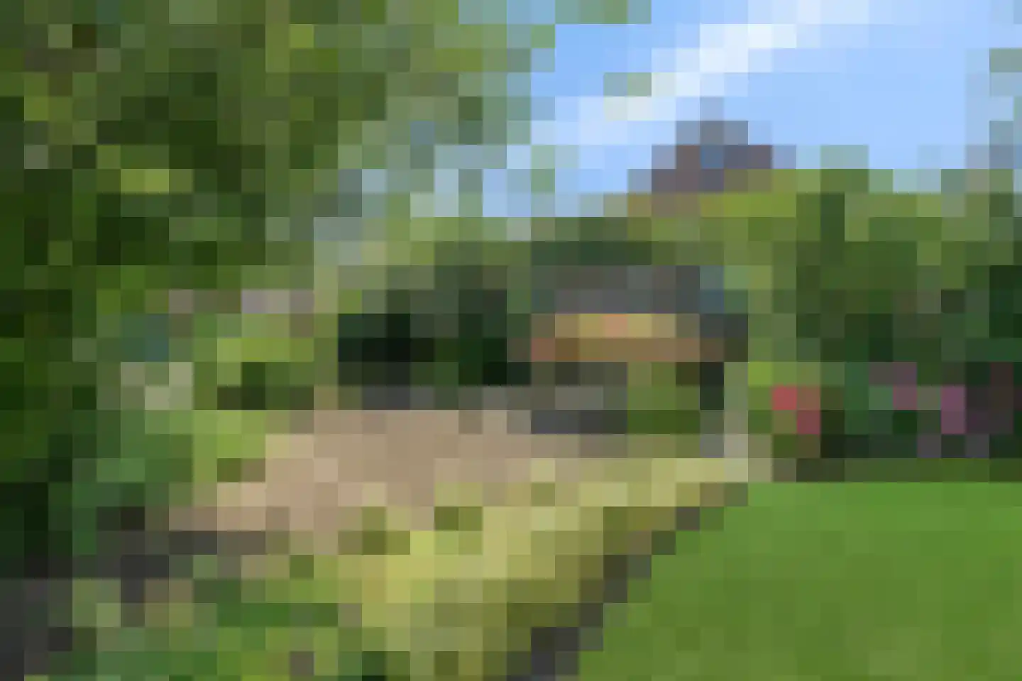 Pinksterbloem 10 Heino thumbnail 46