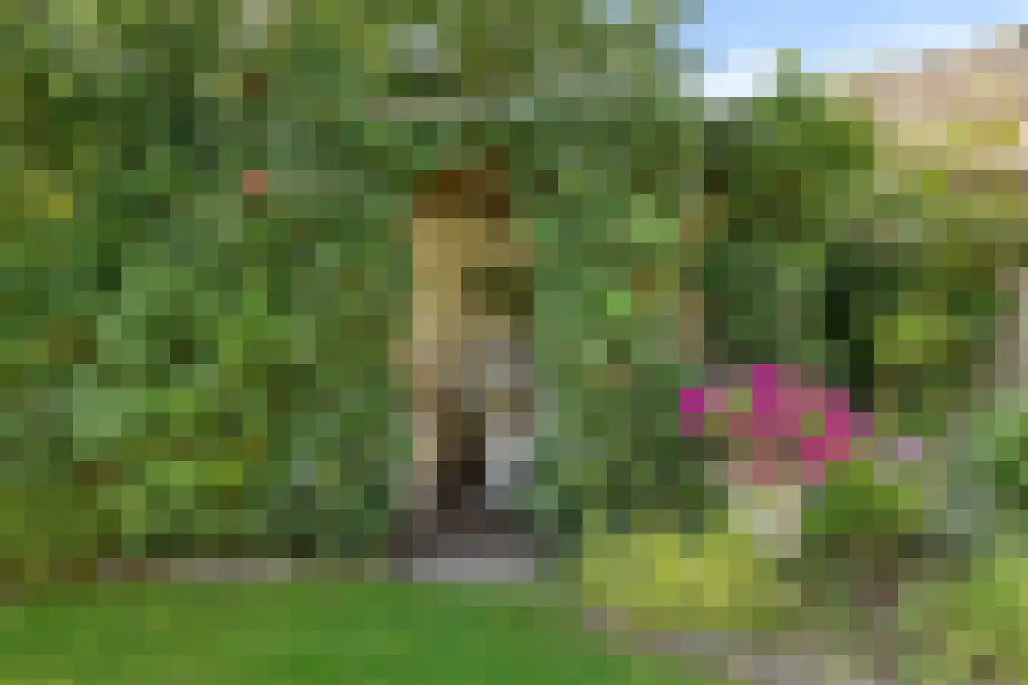 Pinksterbloem 10 Heino thumbnail 47