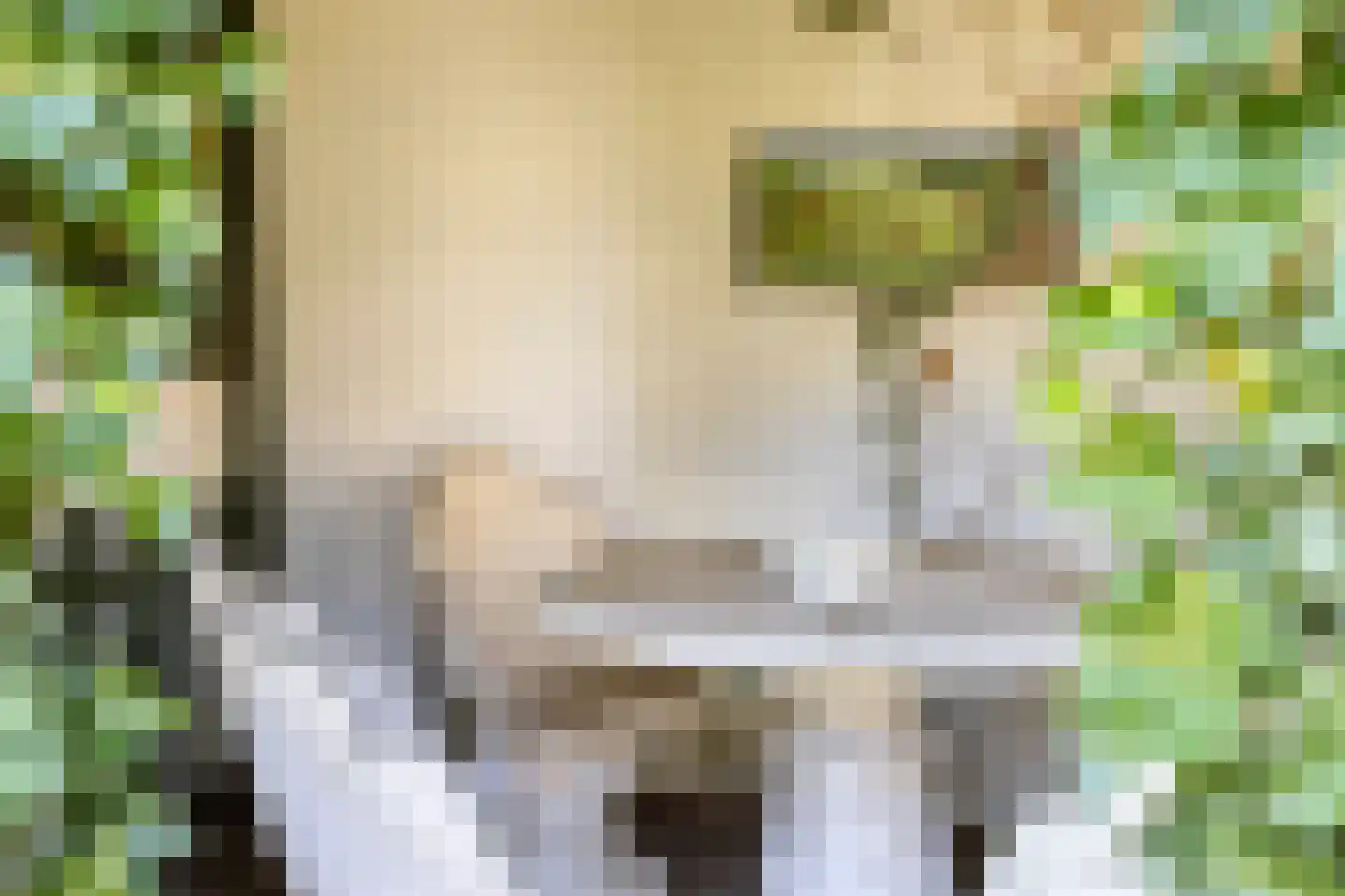 Pinksterbloem 10 Heino thumbnail 48