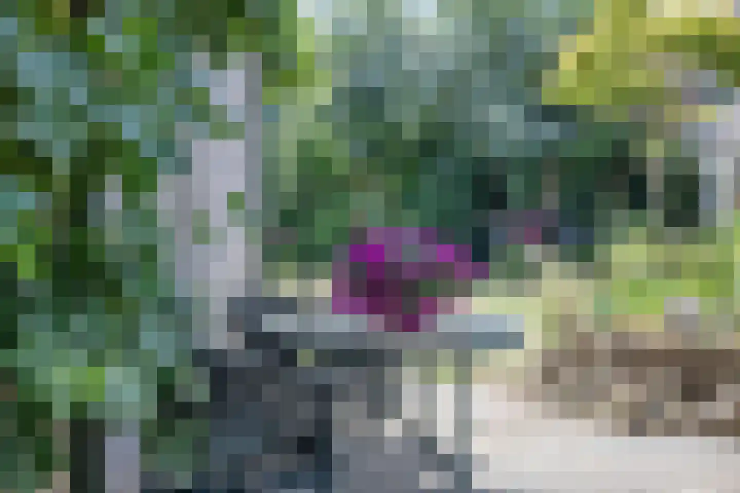 Pinksterbloem 10 Heino thumbnail 51
