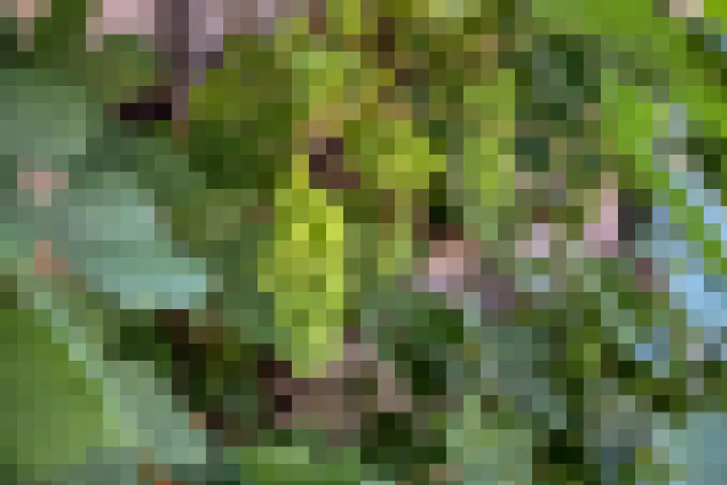 Pinksterbloem 10 Heino thumbnail 52
