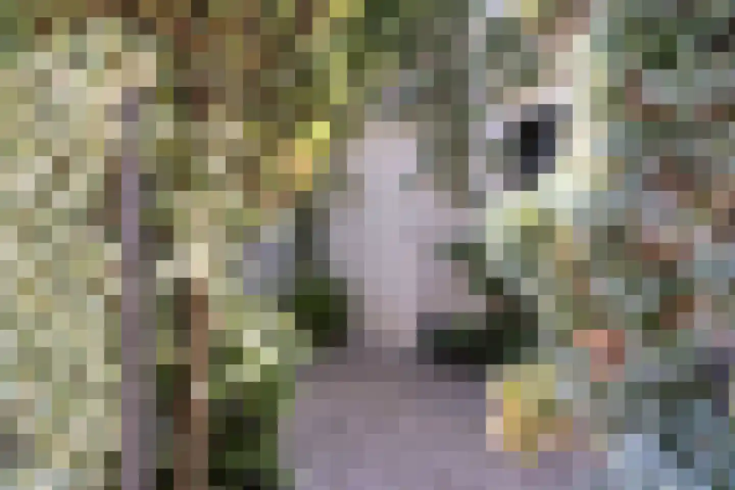 Pinksterbloem 10 Heino thumbnail 53