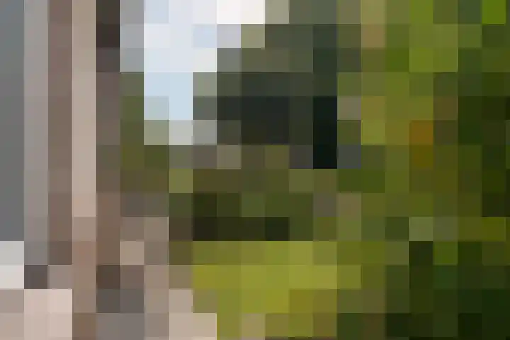Pinksterbloem 10 Marum thumbnail 33
