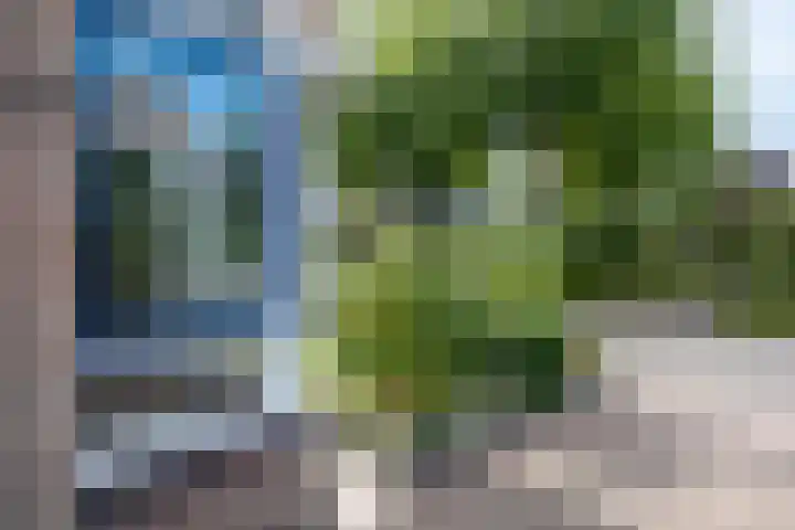Pinksterbloem 10 Marum thumbnail 34