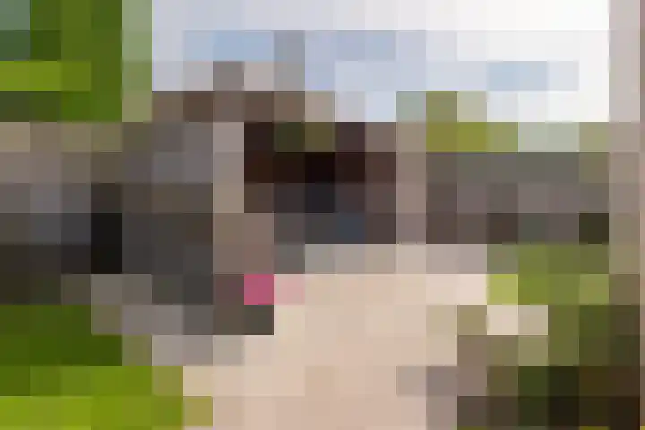 Pinksterbloem 10 Marum thumbnail 37