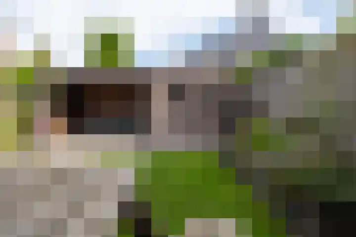 Pinksterbloem 10 Marum thumbnail 39