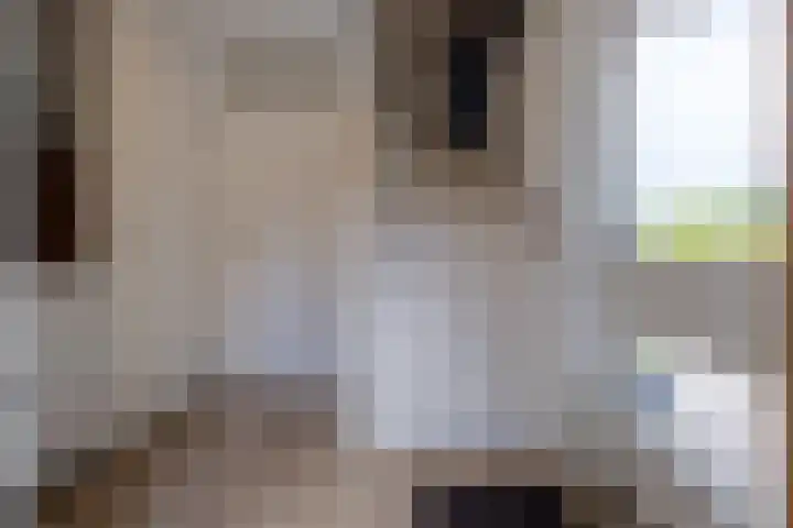 Pinksterbloem 10 Marum thumbnail 9
