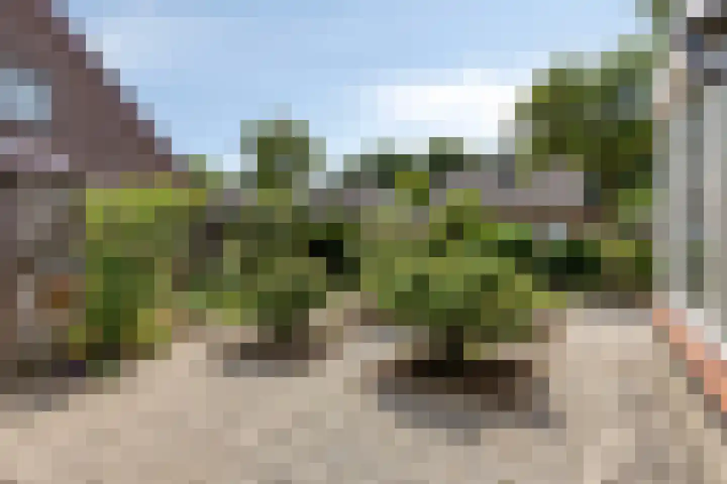 Pinksterbloem 11 Hapert thumbnail 34