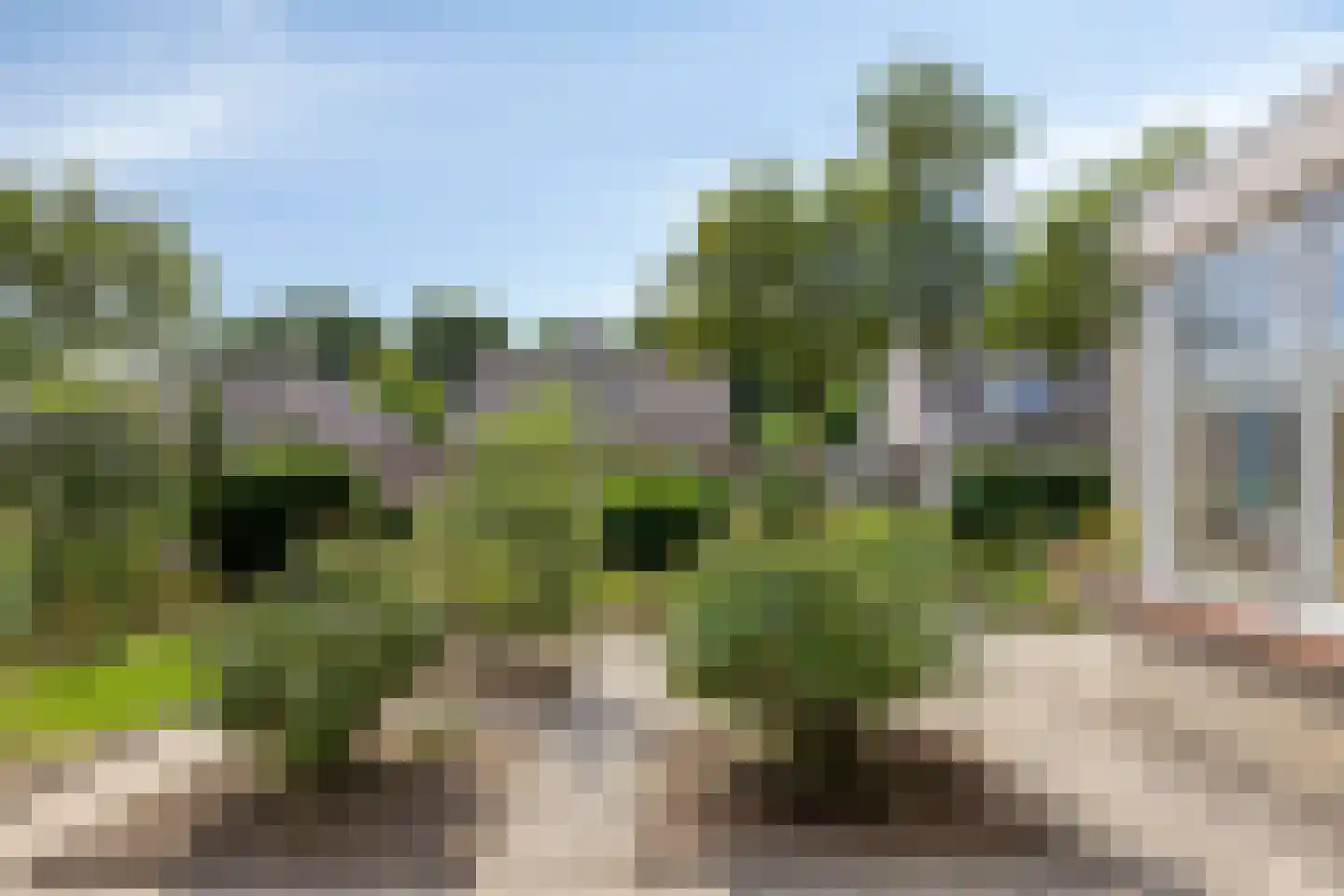 Pinksterbloem 11 Hapert thumbnail 35
