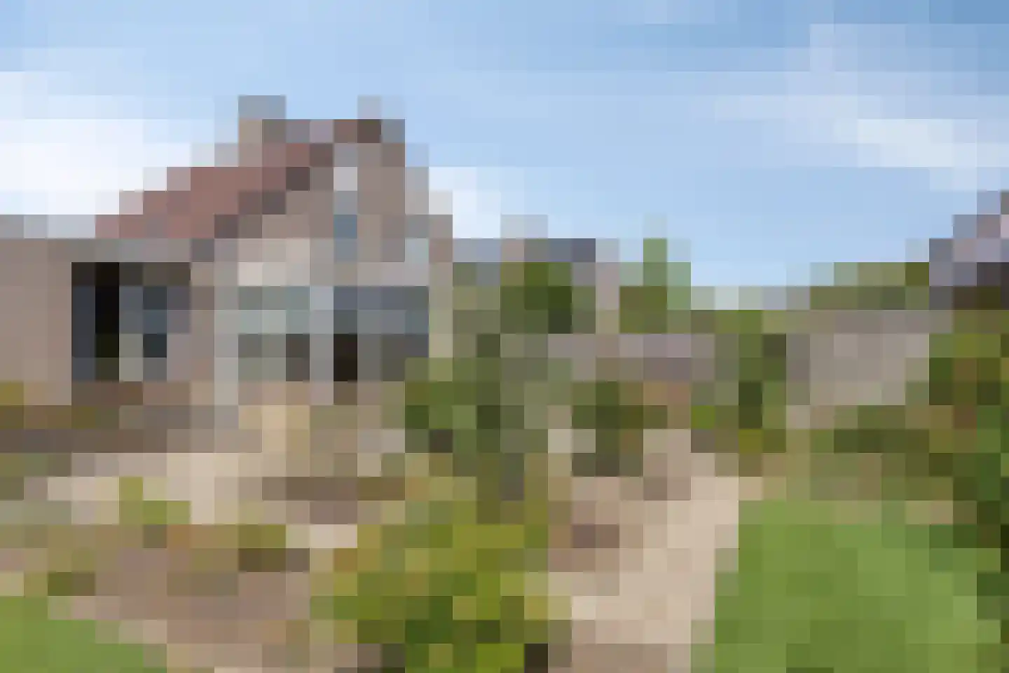 Pinksterbloem 11 Hapert thumbnail 37