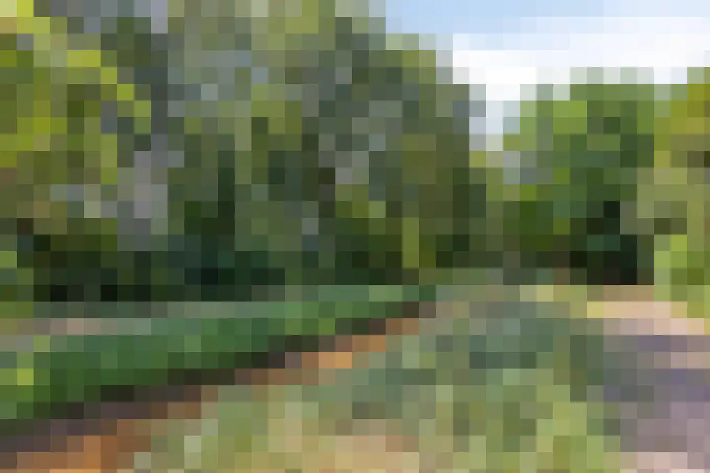 Pinksterbloem 11 Hapert thumbnail 44
