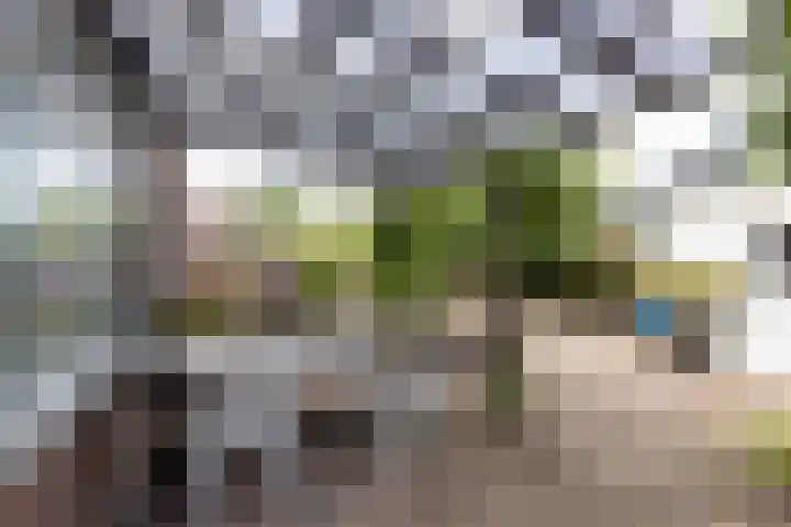 Pinksterbloem 12 Beilen thumbnail 20