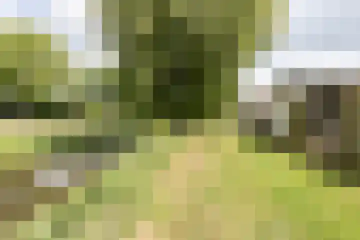 Pinksterbloem 12 Beilen thumbnail 21
