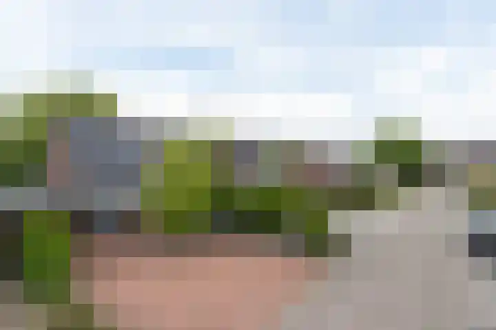 Pinksterbloem 12 Beilen thumbnail 25