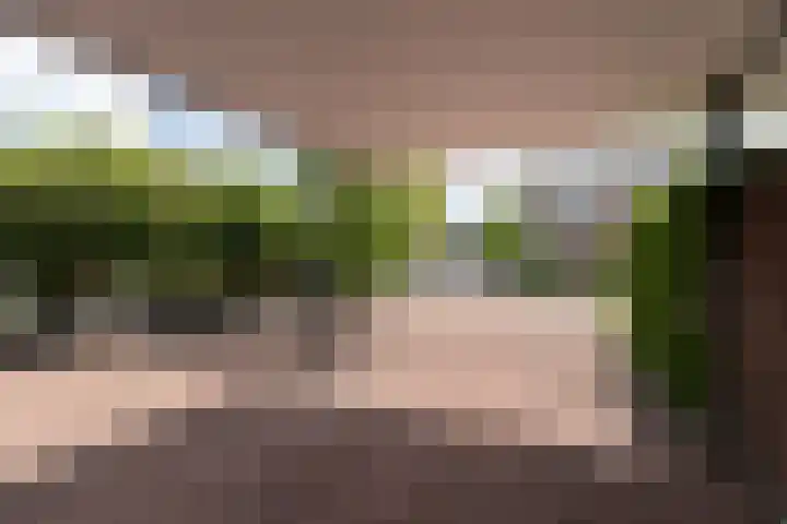 Pinksterbloem 12 Beilen thumbnail 26