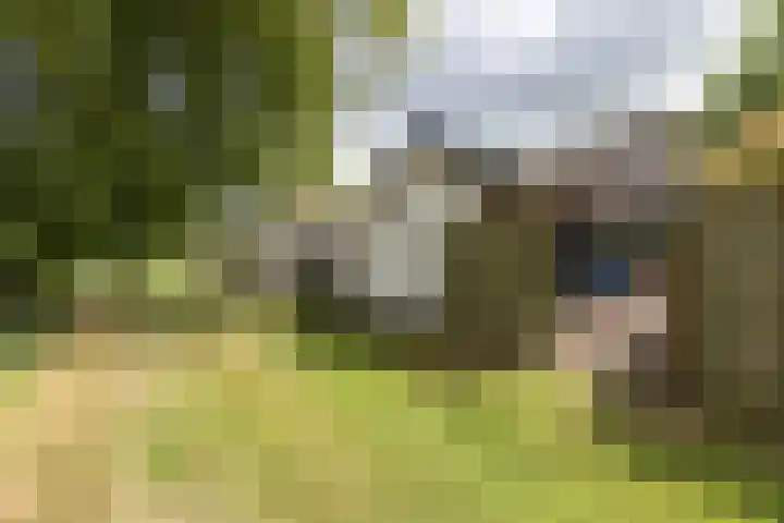 Pinksterbloem 12 Beilen thumbnail 4