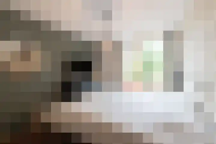 Pinksterbloem 12 Beilen thumbnail 8