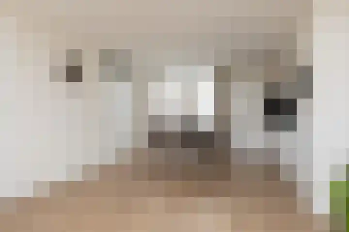 Pinksterbloem 13 Sneek thumbnail 8