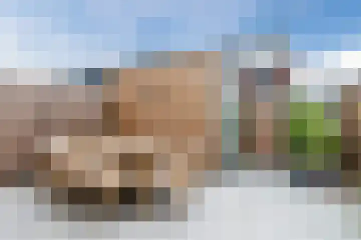 Pinksterbloem 14 Bodegraven thumbnail 34