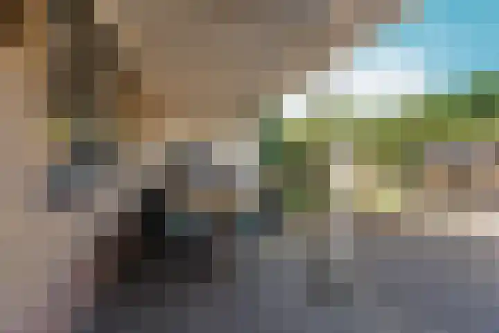 Pinksterbloem 14 Brummen thumbnail 39