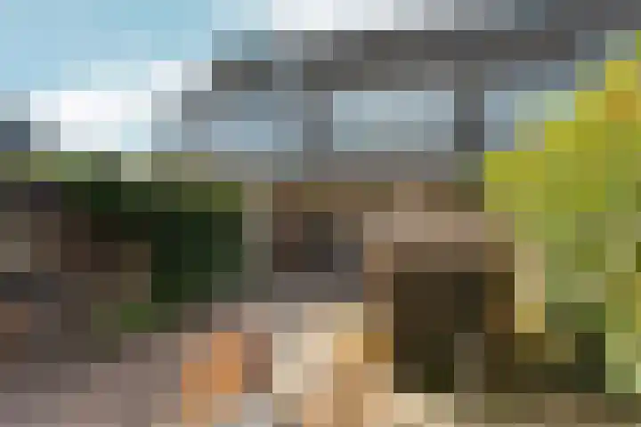 Pinksterbloem 14 Brummen thumbnail 45
