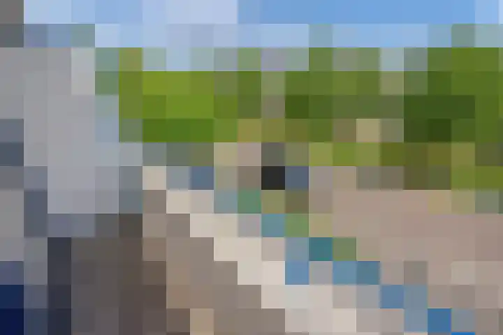 Pinksterbloem 17 Den Hoorn thumbnail 22
