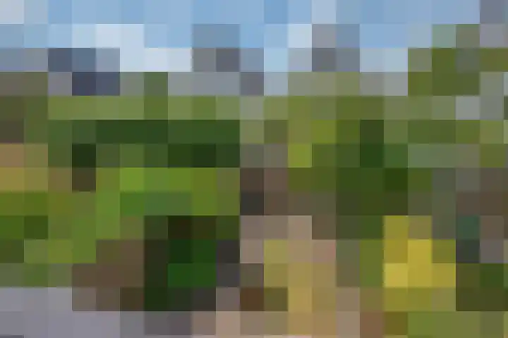 Pinksterbloem 17 Den Hoorn thumbnail 28