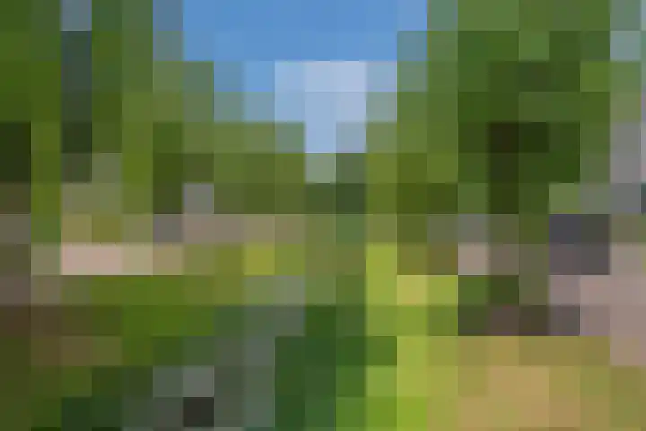 Pinksterbloem 17 Den Hoorn thumbnail 34