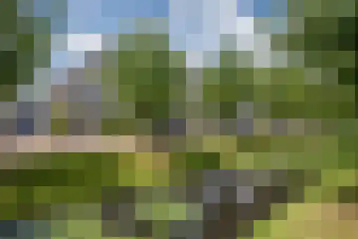 Pinksterbloem 17 Den Hoorn thumbnail 35