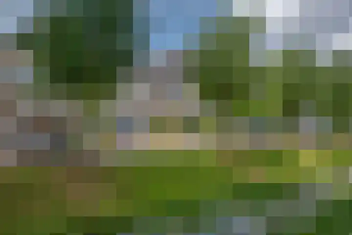 Pinksterbloem 17 Den Hoorn thumbnail 36