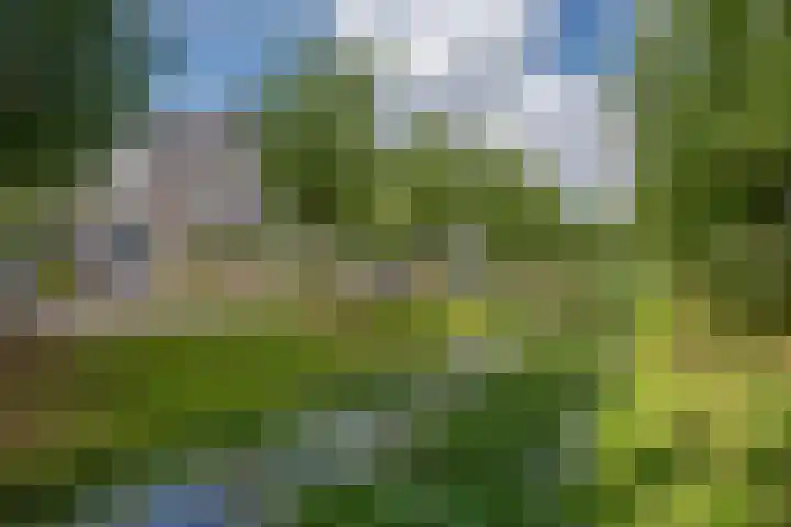 Pinksterbloem 17 Den Hoorn thumbnail 37