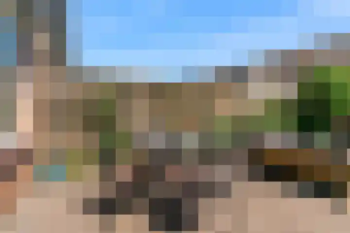 Pinksterbloem 17 Velserbroek thumbnail 17