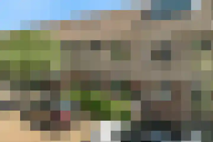 Pinksterbloem 17 Velserbroek thumbnail 33