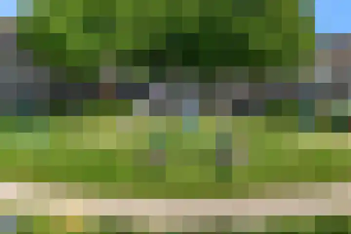 Pinksterbloem 17 Velserbroek thumbnail 4