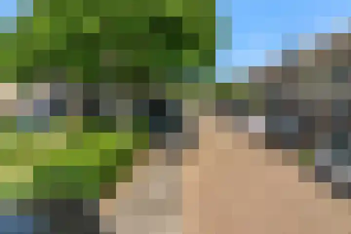 Pinksterbloem 17 Velserbroek thumbnail 5