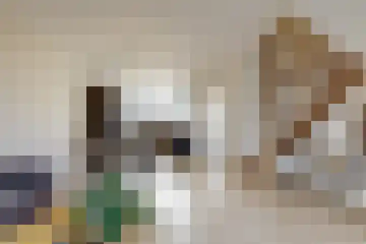 Pinksterbloem 17 Zwaag thumbnail 5