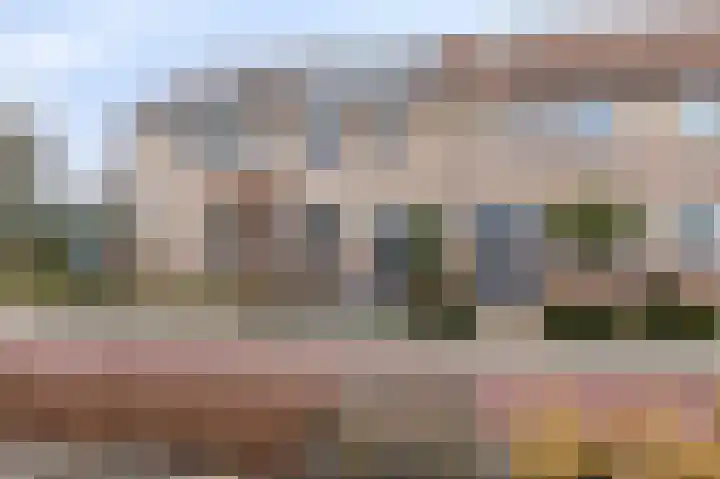 Pinksterbloem 19 Duiven thumbnail 6