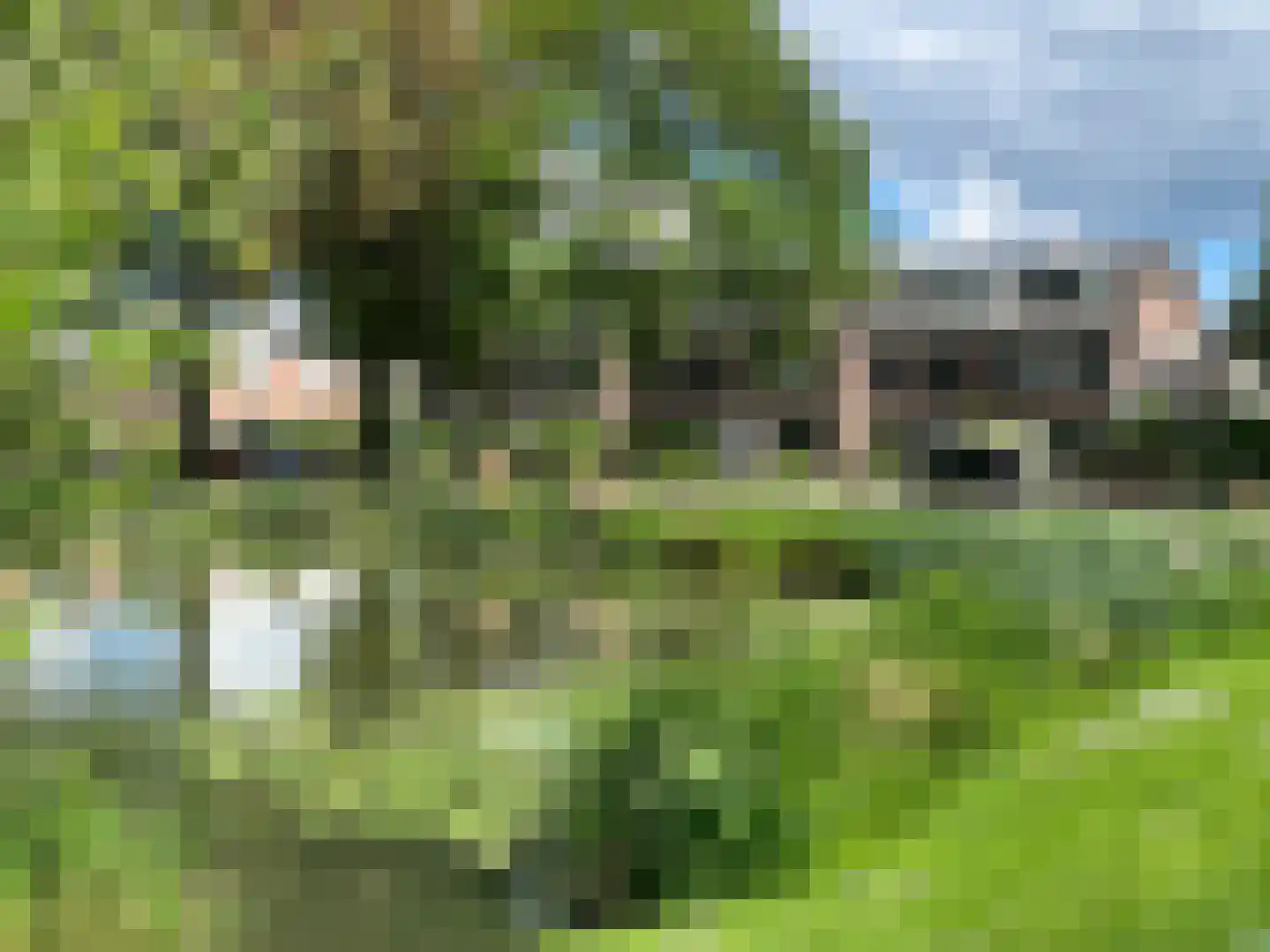 Pinksterbloem 2 Culemborg thumbnail 28