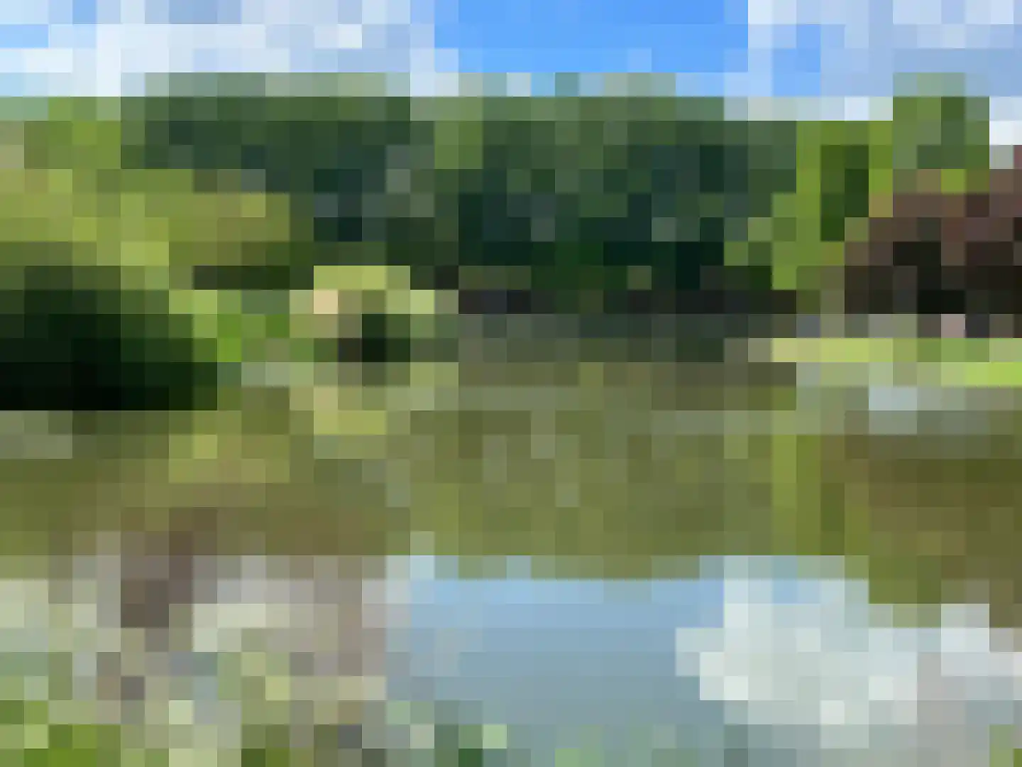Pinksterbloem 2 Culemborg thumbnail 30