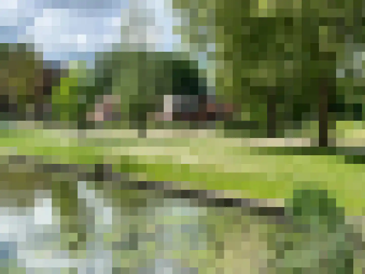 Pinksterbloem 2 Culemborg thumbnail 31