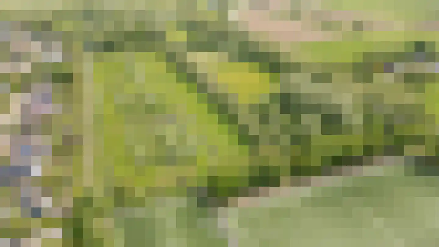 Pinksterbloem 2 Culemborg thumbnail 34