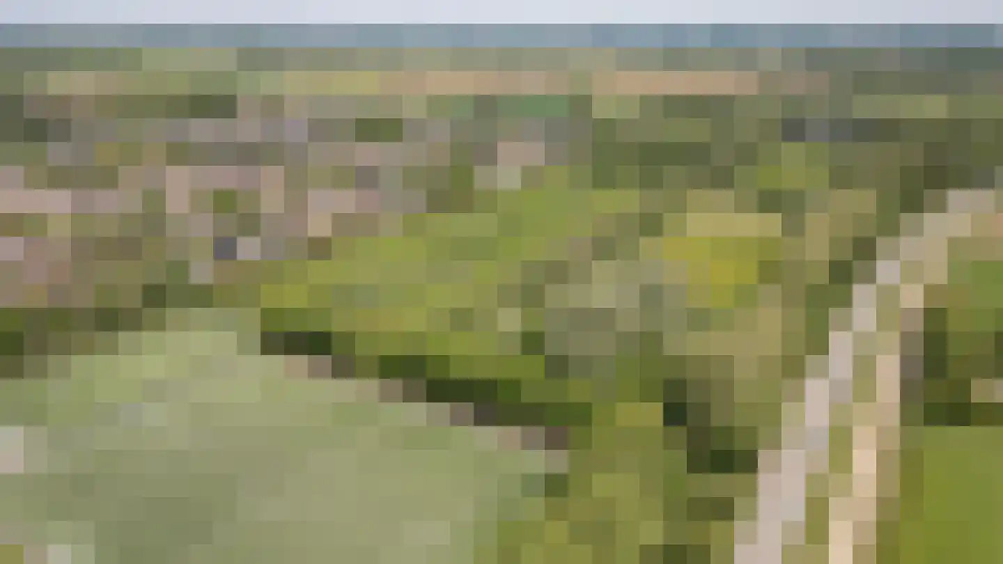 Pinksterbloem 2 Culemborg thumbnail 35